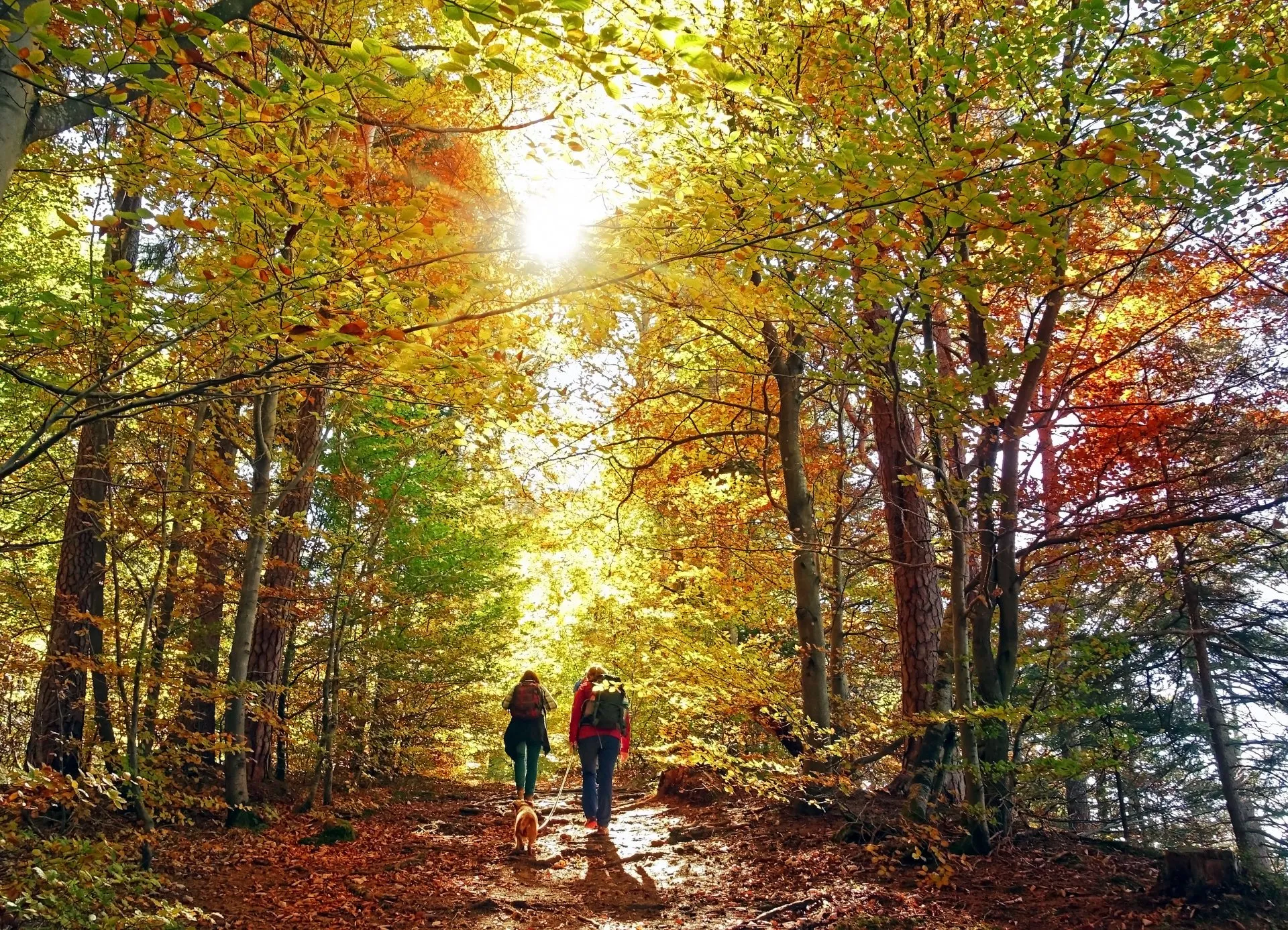 The Birches on Maple - Two Seniors walking in the forest